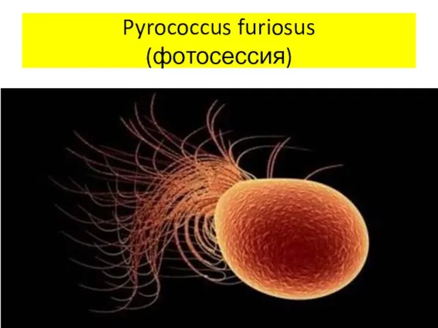 Pyrococcus furiosus (фотосессия)