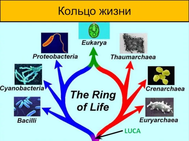 Кольцо жизни LUCA