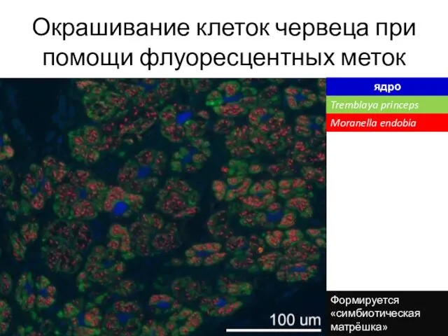 Окрашивание клеток червеца при помощи флуоресцентных меток Tremblaya princeps ядро Moranella endobia Формируется «симбиотическая матрёшка»