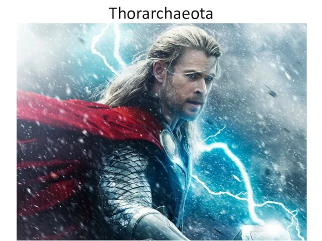 Thorarchaeota