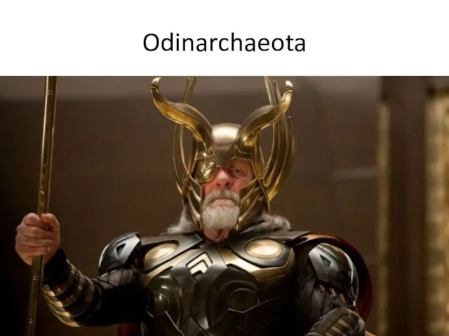 Odinarchaeota
