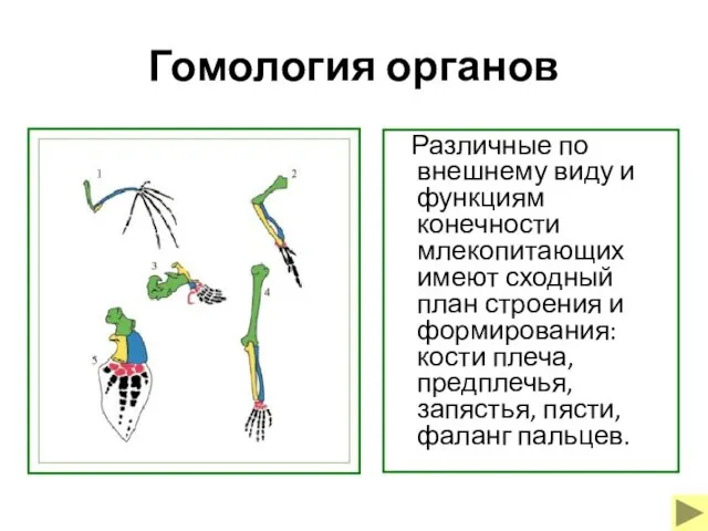 Гомология органов Различные по внешнему виду и функциям конечности млекопитающих имеют