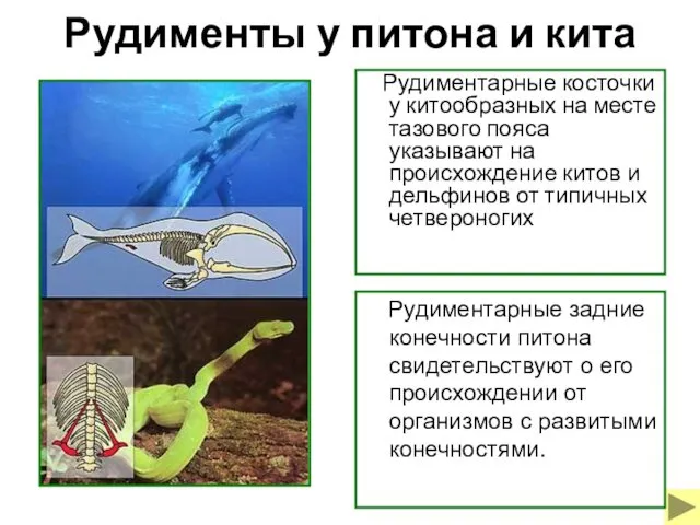 Рудименты у питона и кита Рудиментарные косточки у китообразных на месте