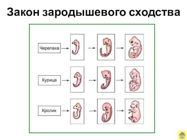 Закон зародышевого сходства