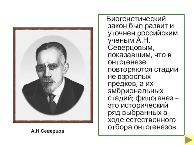 Биогенетический закон был развит и уточнен российским ученым А.Н.Северцовым, показавшим, что