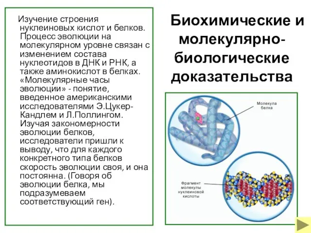 Биохимические и молекулярно-биологические доказательства Изучение строения нуклеиновых кислот и белков. Процесс