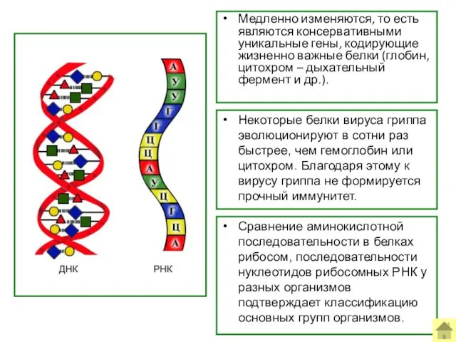 Медленно изменяются, то есть являются консервативными уникальные гены, кодирующие жизненно важные