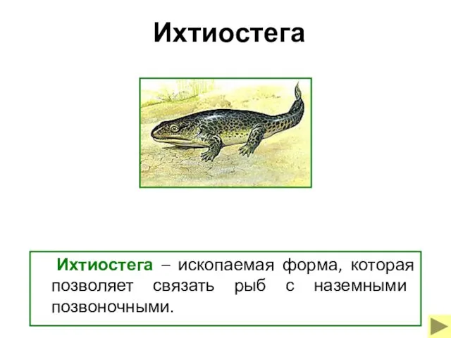 Ихтиостега Ихтиостега – ископаемая форма, которая позволяет связать рыб с наземными позвоночными.