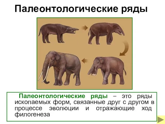 Палеонтологические ряды Палеонтологические ряды – это ряды ископаемых форм, связанные друг