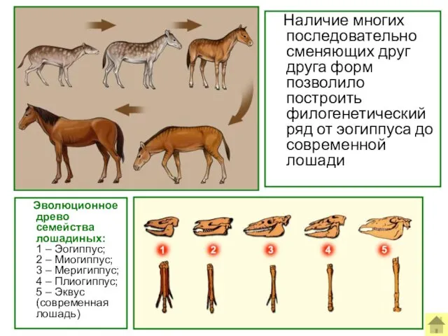 Наличие многих последовательно сменяющих друг друга форм позволило построить филогенетический ряд