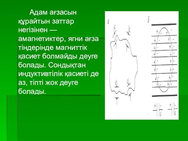 Адам ағзасын құрайтын заттар негізінен — амагнетиктер, ягни ағза тіндерінде магниттік