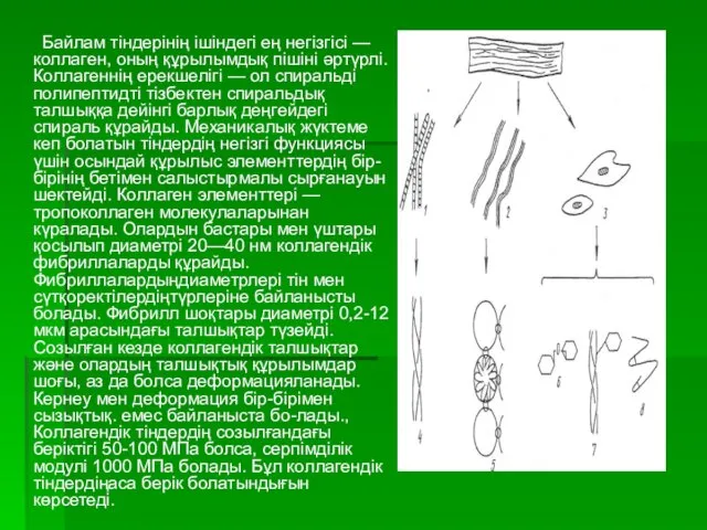 Байлам тіндерінің ішіндегі ең негізгісі — коллаген, оның құрылымдық пішіні әртүрлі.