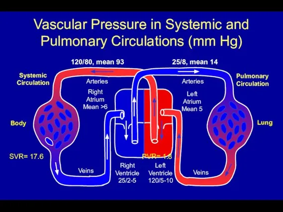 Vascular Pressure in Systemic and Pulmonary Circulations (mm Hg) Pulmonary Circulation