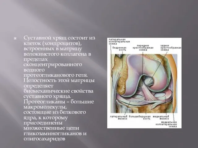 Суставной хрящ состоит из клеток (хондроцитов), встроенных в матрицу волокнистого коллагена