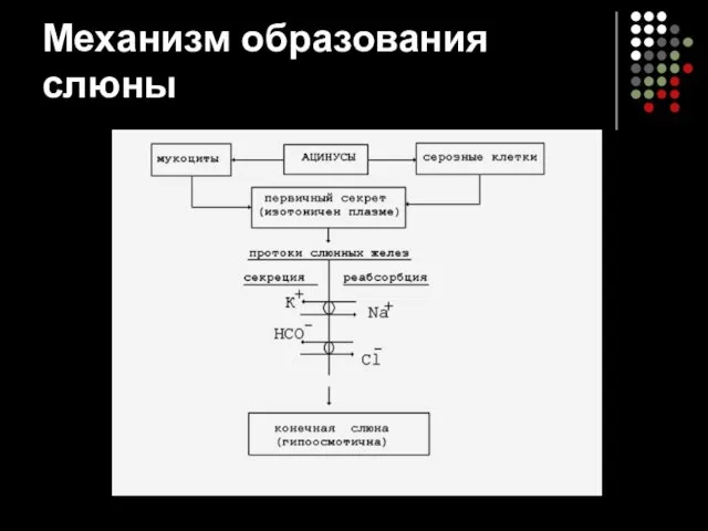 Механизм образования слюны