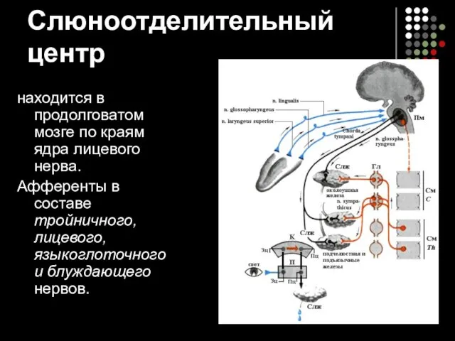 Слюноотделительный центр находится в продолговатом мозге по краям ядра лицевого нерва.