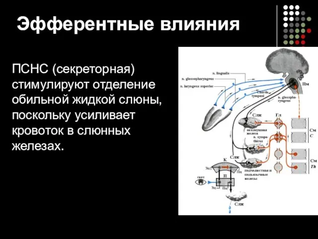 Эфферентные влияния ПСНС (секреторная) стимулируют отделение обильной жидкой слюны, поскольку усиливает кровоток в слюнных железах.