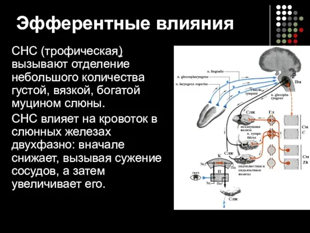 Эфферентные влияния СНС (трофическая) вызывают отделение небольшого количества густой, вязкой, богатой