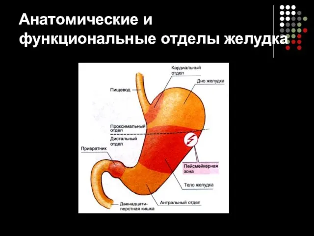 Анатомические и функциональные отделы желудка