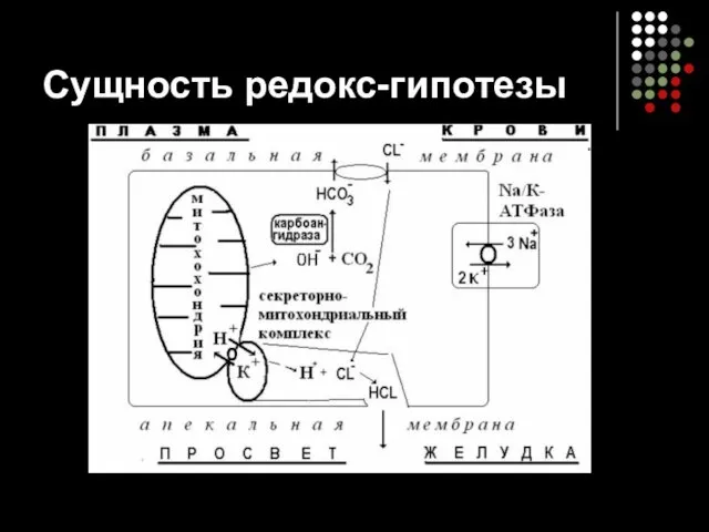 Сущность редокс-гипотезы