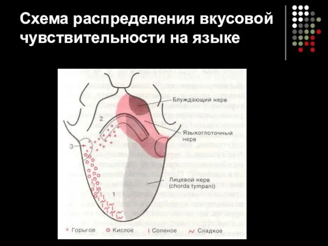 Схема распределения вкусовой чувствительности на языке