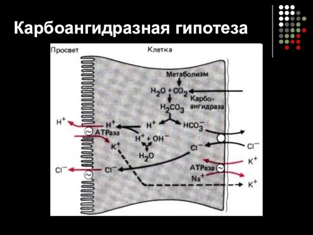 Карбоангидразная гипотеза