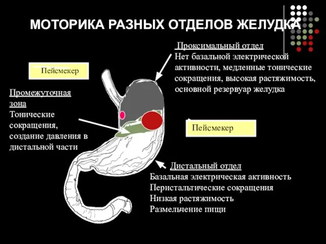 МОТОРИКА РАЗНЫХ ОТДЕЛОВ ЖЕЛУДКА Проксимальный отдел Нет базальной электрической активности, медленные