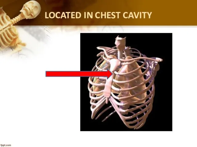 LOCATED IN CHEST CAVITY