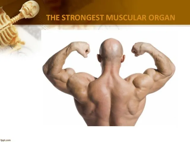 THE STRONGEST MUSCULAR ORGAN