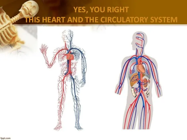 YES, YOU RIGHT THIS HEART AND THE CIRCULATORY SYSTEM