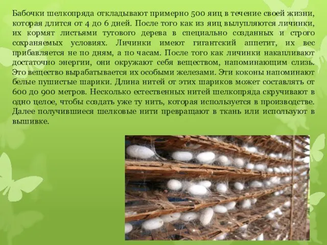 Бабочки шелкопряда откладывают примерно 500 яиц в течение своей жизни, которая