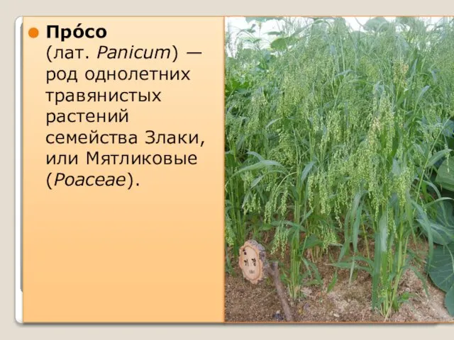 Про́со (лат. Panicum) — род однолетних травянистых растений семейства Злаки, или Мятликовые (Poaceae).