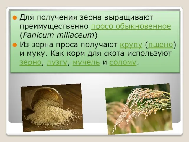 Для получения зерна выращивают преимущественно просо обыкновенное (Panicum miliaceum) Из зерна