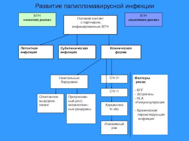 Развитие папилломавирусной инфекции