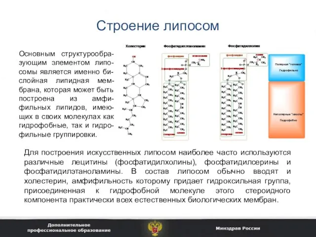 Строение липосом Основным структурообра-зующим элементом липо-сомы является именно би-слойная липидная мем-брана,