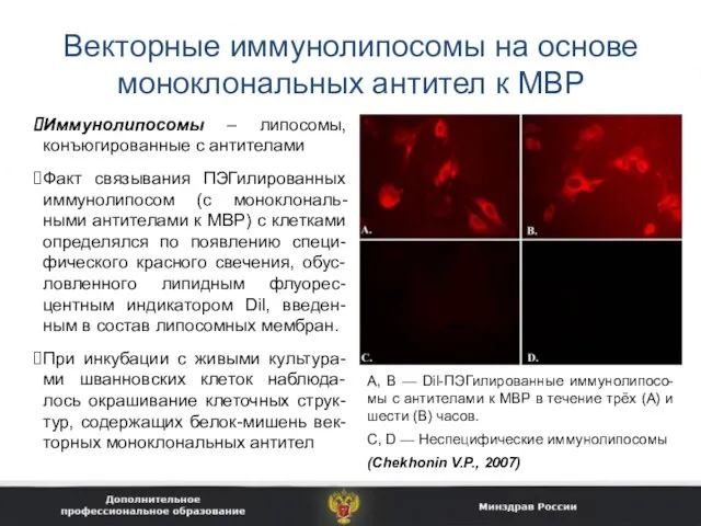 Векторные иммунолипосомы на основе моноклональных антител к MBP А, В —