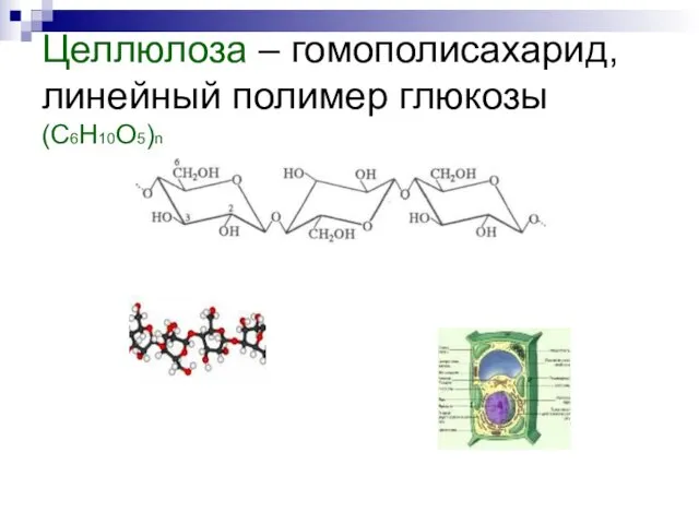 Целлюлоза – гомополисахарид, линейный полимер глюкозы (С6Н10О5)n