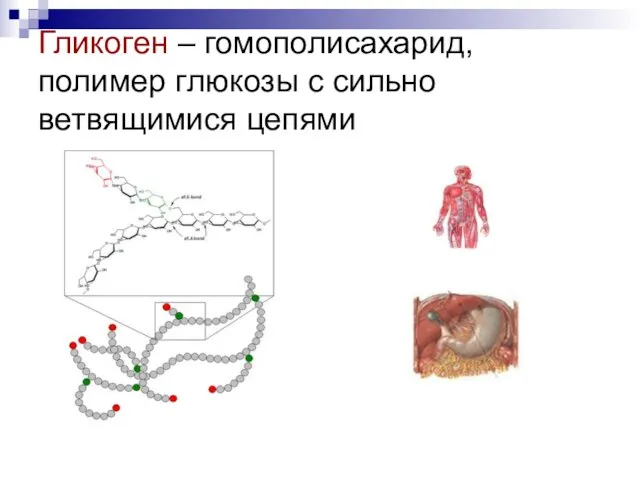 Гликоген – гомополисахарид, полимер глюкозы с сильно ветвящимися цепями