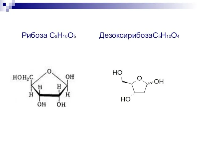 Рибоза С5Н10О5 ДезоксирибозаС5Н10О4