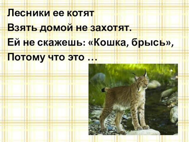 Лесники ее котят Взять домой не захотят. Ей не скажешь: «Кошка, брысь», Потому что это …