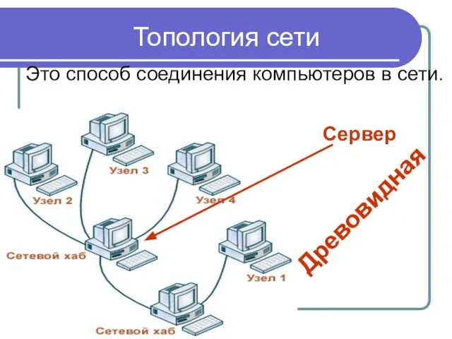 Топология сети Это способ соединения компьютеров в сети. Древовидная Сервер