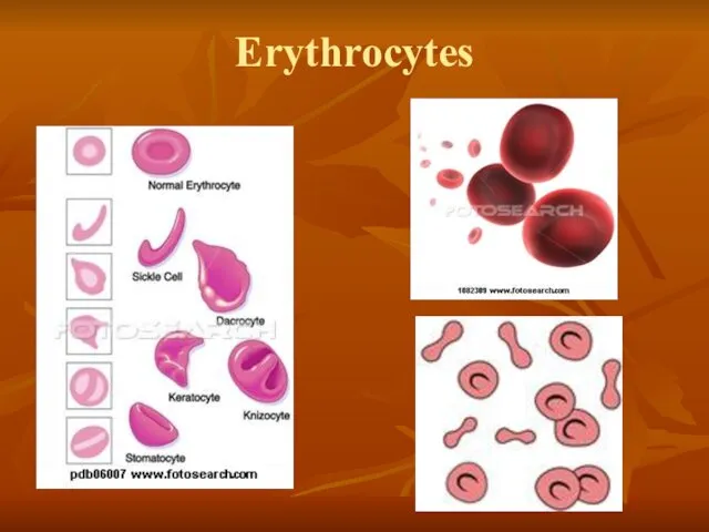 Erythrocytes