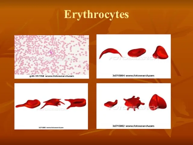 Erythrocytes