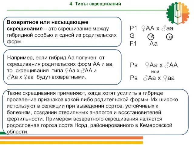 Возвратное или насыщающее скрещивание – это скрещивание между гибридной особью и