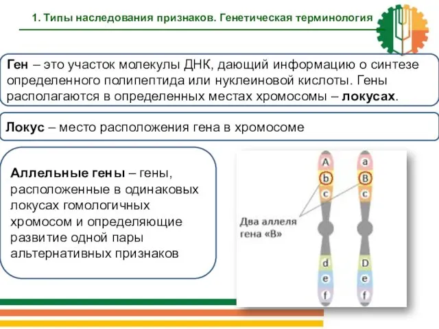 Ген – это участок молекулы ДНК, дающий информацию о синтезе определенного