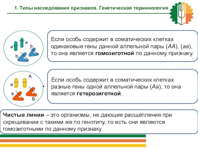 Если особь содержит в соматических клетках одинаковые гены данной аллельной пары