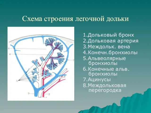 Схема строения легочной дольки 1.Дольковый бронх 2.Дольковая артерия 3.Междольк. вена 4.Конечн.бронхиолы