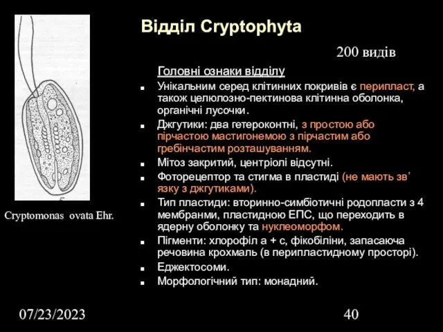 07/23/2023 Відділ Cryptophyta Головні ознаки відділу Унікальним серед клітинних покривів є