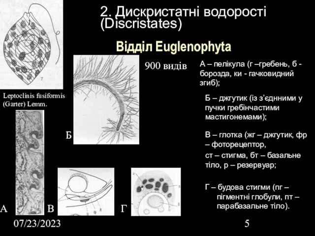 07/23/2023 2. Дискристатні водорості (Discristates) Відділ Euglenophyta Leptoclinis fusiformis (Garter) Lemm.