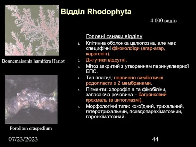 07/23/2023 Відділ Rhodophyta Головні ознаки відділу Клітинна оболонка целюлозна, але має